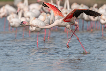 Flamingo (Phoenicopterus roseus) taking off from a pond.