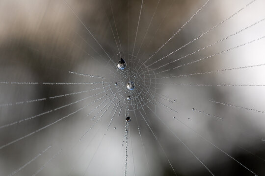 Broken dewy web