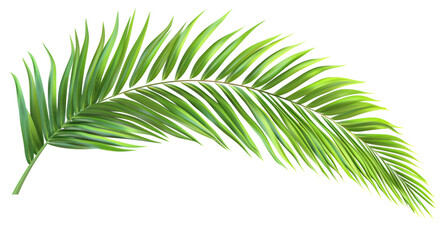 Obraz premium Tropical green palm leaf cut out