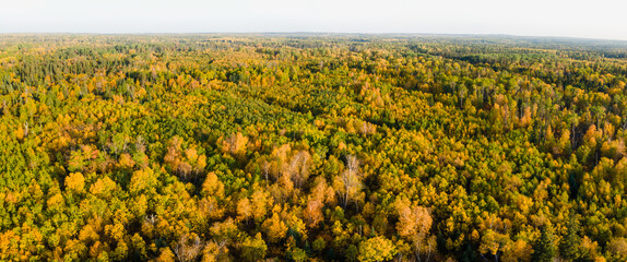 Aerial panoramic view of a vast forest of brightly autumn-colored trees.  The tree leaves are shades of orange and yellow.  The sky is pale gray.
