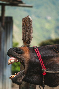 Braying donkey
