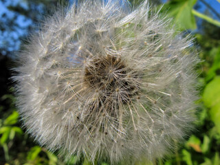 Ripe dandelion  close-up