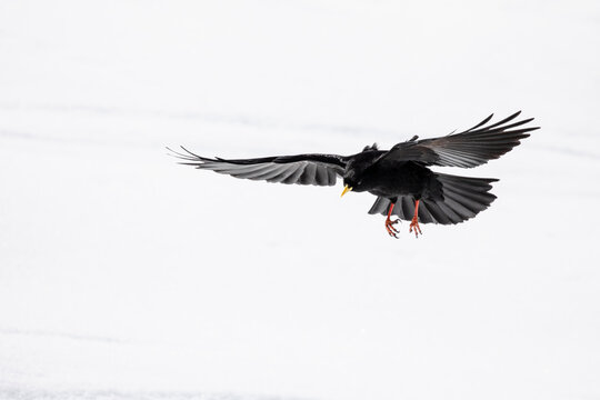 A black Chuff landing on snow