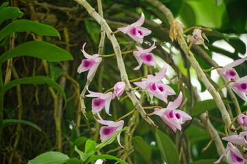 Orchids bloom in the garden