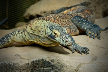 Komodo dragon on the rock