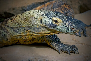 Komodo dragon on the rock