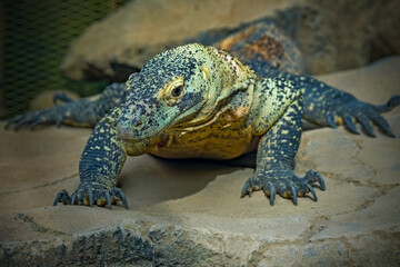 Komodo dragon on the rock