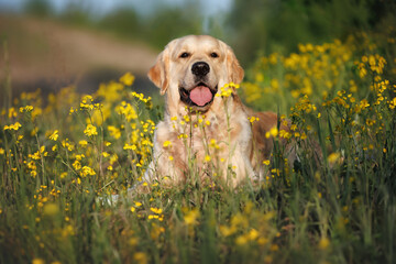 golden retriever dog lying down on a meadow with yellow flowers