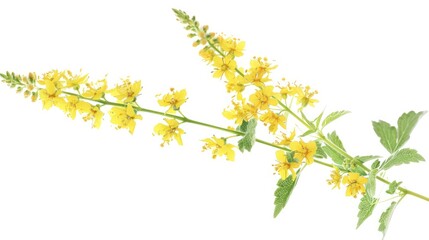 Agrimony isolated against a white backdrop