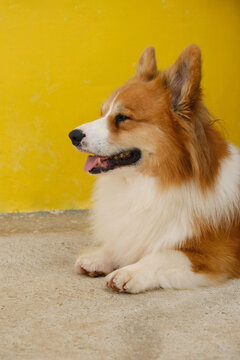 Corgi dog is looking faraway