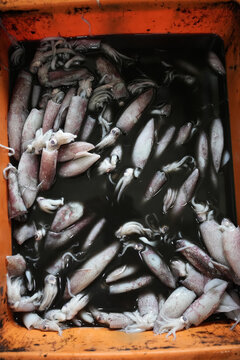 Freshly Caught Squid in Orange Fishing Crate