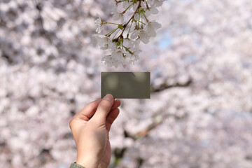 Hand holding blank card with cherry blossom in background