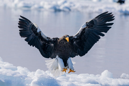 Steller's sea eagle