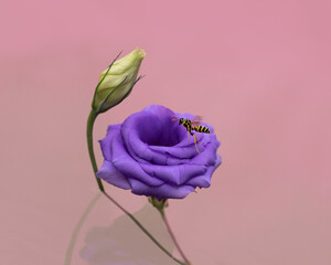 Flying wasp landing on purple flower