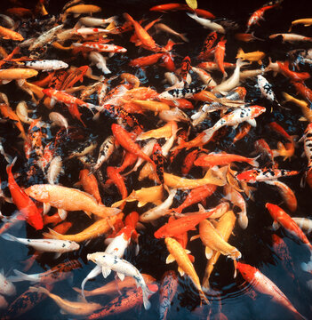 A group of happy koi carp