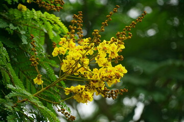 Close-up of yellow Peltophorum pterocarpum flower blooming on a tree