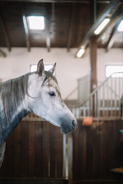 Grey horse in stable with soft lighting