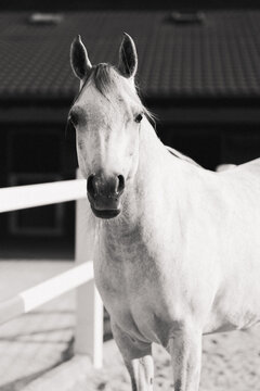 Close-up of a grey horse's eye