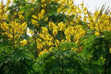 Close-up of yellow Peltophorum pterocarpum flower blooming on a tree