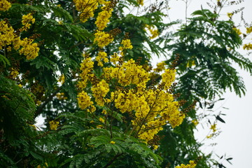 Close-up of yellow Peltophorum pterocarpum flower blooming on a tree