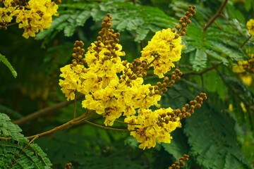 Close-up of yellow Peltophorum pterocarpum flower blooming on a tree