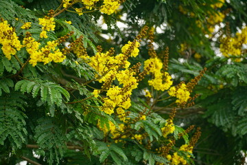 Close-up of yellow Peltophorum pterocarpum flower blooming on a tree