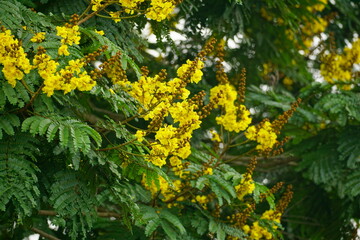 Naklejka na ściany i meble Close-up of yellow Peltophorum pterocarpum flower blooming on a tree