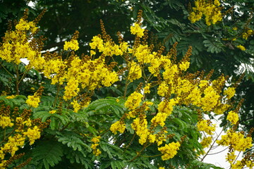 Obraz premium Close-up of yellow Peltophorum pterocarpum flower blooming on a tree