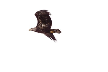 Eagle Flying through the Air