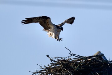 Osprey  Flying