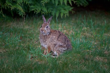 Wild Rabbit