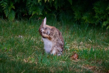 Wild Rabbit