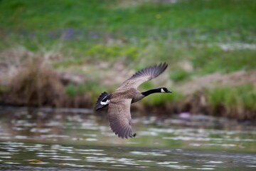 Canadian Goose