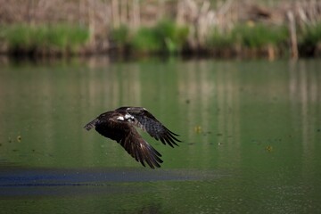 Osprey  Flying