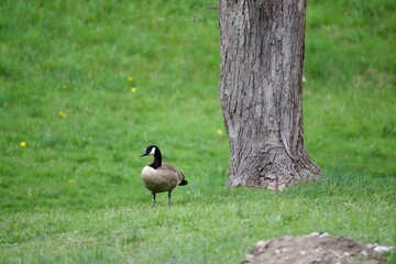 Canadian Goose