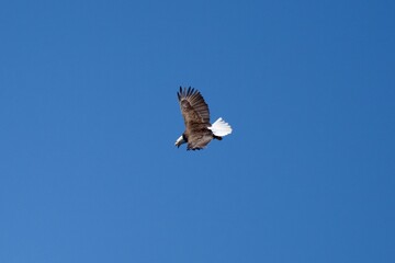 Eagle soaring through the sky