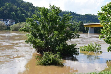 muddy flood with trees