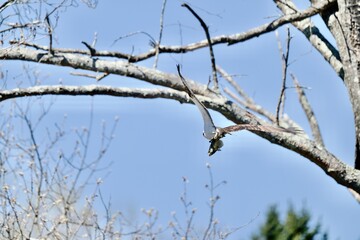 Fototapeta premium Osprey flying 