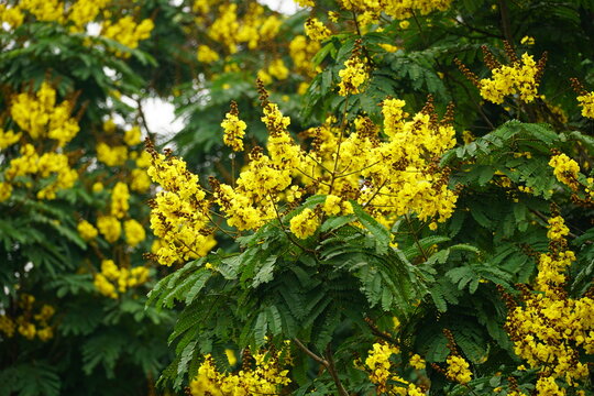 Close-up of yellow Peltophorum pterocarpum flower blooming on a tree
