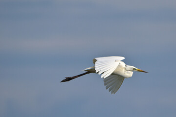 airone bianco in volo