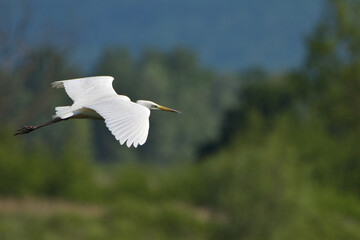 airone bianco in volo