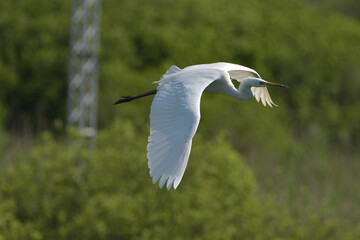 airone bianco in volo