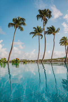 Serene tropical infinity pool with palm tree reflections