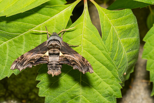 Abbott's Sphinx Moth - Sphecodina abbottii