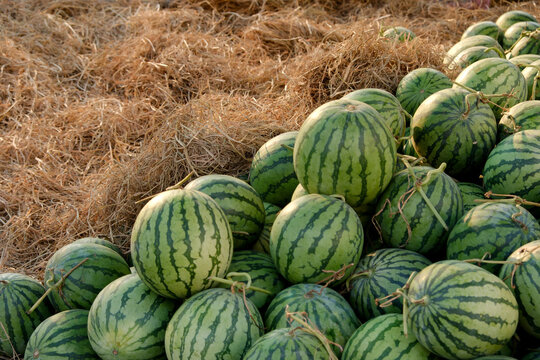 Green watermelon at the farmers market
