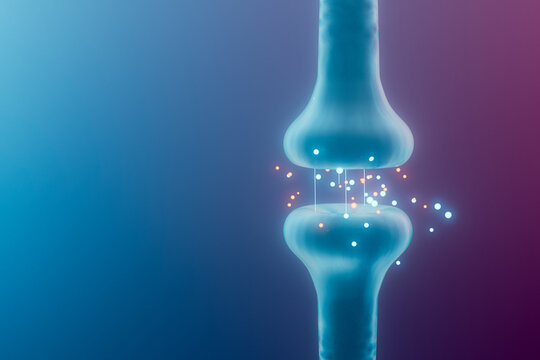 Synapse Neurotransmission Detail