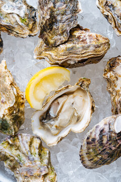 Fresh Oysters on Ice With Lemon Wedge