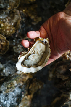 Person opening Oyster