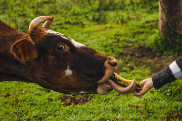 Woman feeding a cow