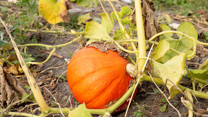 Obraz premium Orange pumpkin, autumn harvest of edible pumpkins